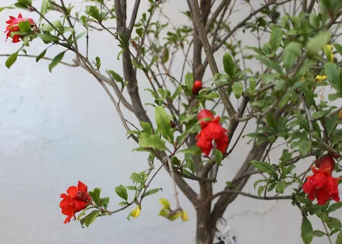 Sunrise Paros Aparthotel 4*