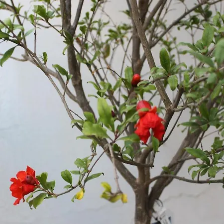 Sunrise Paros Aparthotel 4*